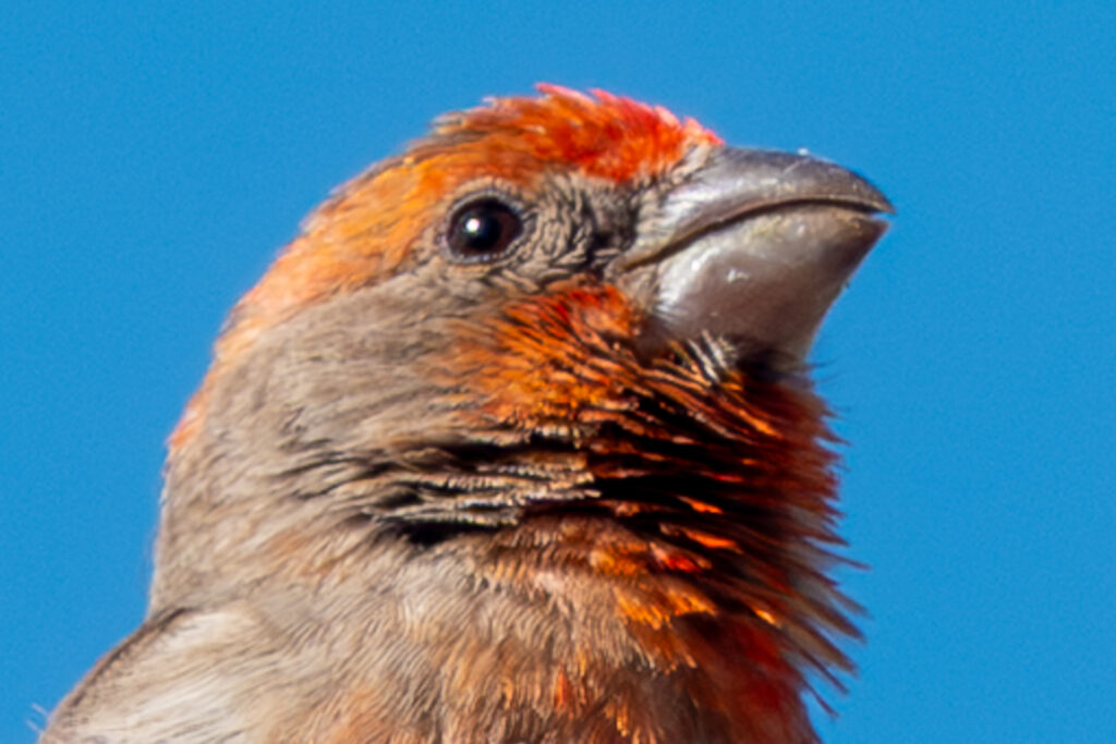 House Finch
