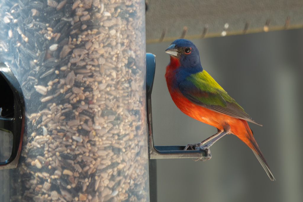 Painted Bunting